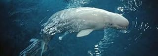 Posterazzi Close-up of a Beluga whale Shedd Aquarium Chicago Illinois USA Poster Print, (18 x 7)