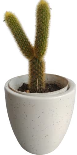 the balcony project MONKEY TAIL cactus (B09NGDPXCR) Amazon Price History, Amazon Price Tracker