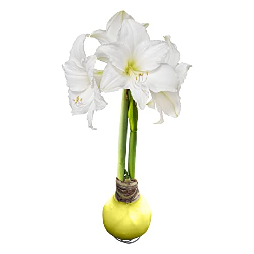 Waxed Amaryllis Bulb - Yellow Wax White Blooms - Easy Care - No Watering Needed! Beautiful Spring Dcor
