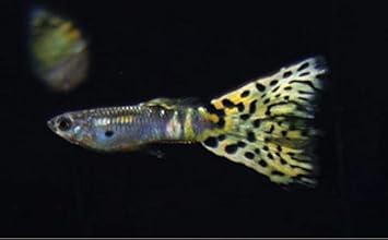 Amazon 【熱帯魚・国産グッピー】 イエローグラス・グッピー(ペア) サイズ:アダルト (2ペア) 増子水景 観賞魚・水中生物 通販