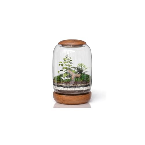 NoctisCorvus: Exclusive Glass Terrarium with Natural Wood Lid and Base Excellent for Plants and Decoration for Home or Office Size: 8.7 Tall (22 cm) by 6.3 Wide (16 cm)