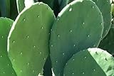 Prickly Pear Cactus 6 Pads for Pet Food - Tortoise, Reptile - Grassland Species, Home Grown, Nutrient Rich, Healthy