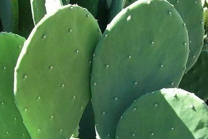 Prickly Pear Cactus 6 Pads for Pet Food - Tortoise, Reptile - Grassland Species, Home Grown, Nutrient Rich, Healthy