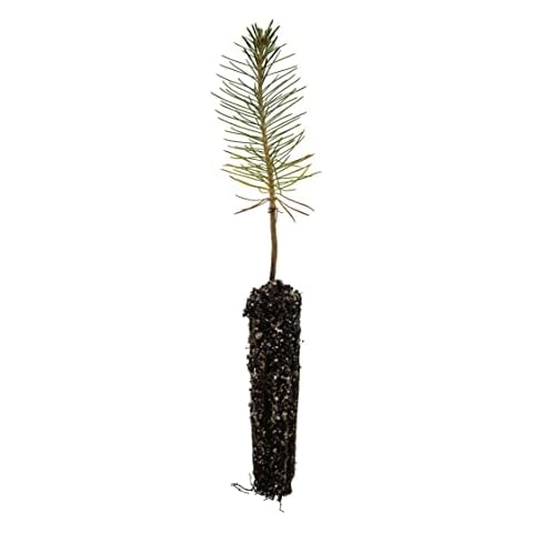 Ponderosa Pine | Small Tree Seedling | The Jonsteen Company Cover