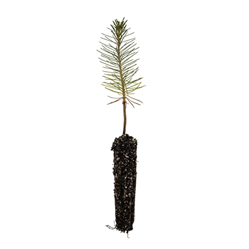 Ponderosa Pine | Small Tree Seedling | The Jonsteen Company