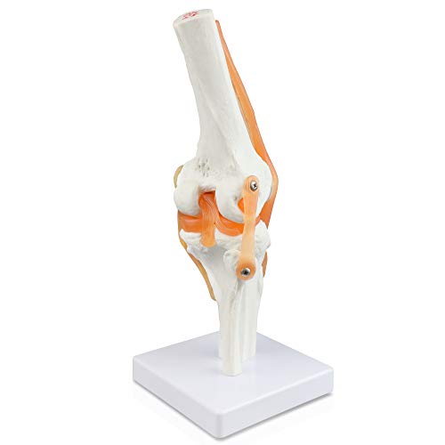 Image of B10212 Knee Joint Model, 4.5 inch Height, 4.5 inch Wide, 11 inch Length