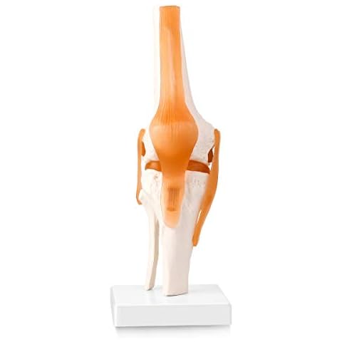 LYOU Human Knee Joint Model with Knee Ligament, Life Size Anatomical Knee Joint Flexible Skeleton Model, Perfect for Medical Learning and Teaching Cover