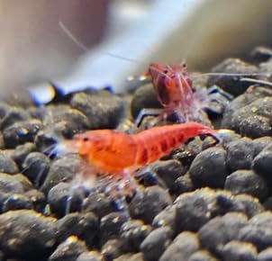 Super Red Stripes SS Grade Aquarium Shrimp, Pack of 5 Plus 1 Extra for DOA