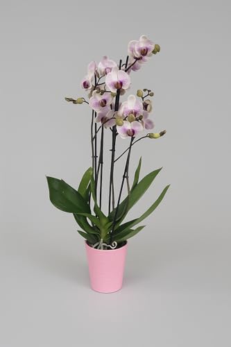 Garden Center Shop | Orquídea Phalaenopsis blanca veteada natural 70 cm | 2‑3 tallos floridos | Planta de interior elegante | Fácil cuidado en maceta M12