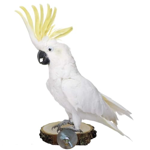 Image of Hamiledyi Perch Platform for Bird Cage,Natural Round Wooden Stand Platform Bird Toy for Canary Parakeet Cockatiel Parrot Budgie Sparrow(3 Pcs)