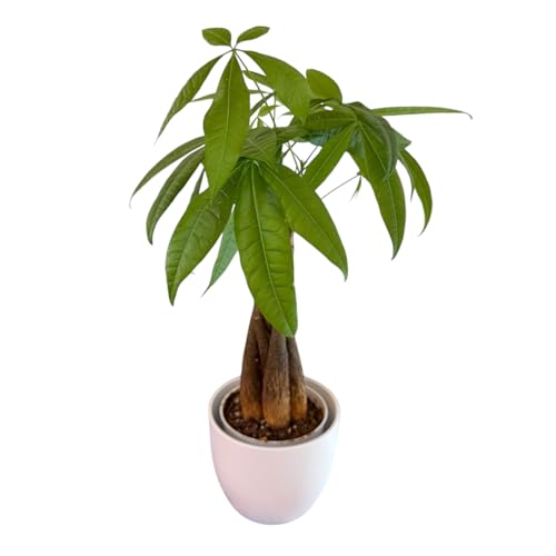 Image of Money Tree Live Plant | 14-22 Inches Tall Bonsai | Easy to Grow Indoor Houseplant | Home, Office, or Room Decor | Birthday, Housewarming Gift (White)
