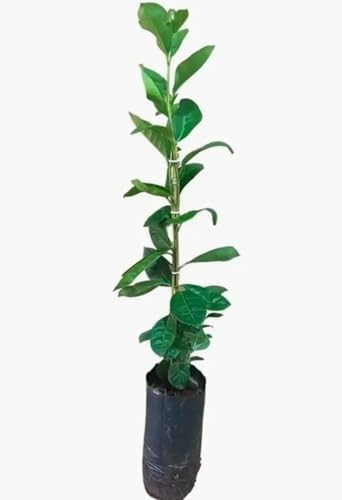 Muda de Araçá Roxo 30 a 50 cm – Frutífera Exótica, Fácil Cultivo,...