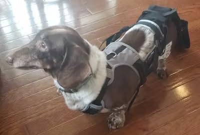 Image of Tail Guard & Harness Set - Veterinary Dog Tail Protector & Injury Wrap, Size XS