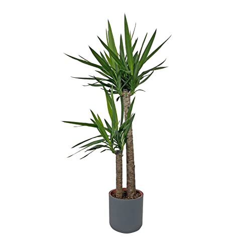 KENTIS - Yucca - Tronchetto della Felicità - Piante Vere Grasse Succulente da Appartamento - Pianta Ornamentale da Interni - H 135-145 cm Vaso Ø 24 cm