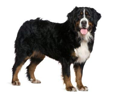 bernese mountain dog cake