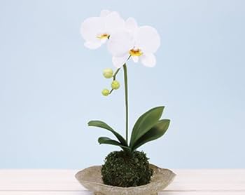 専用　ホワイト胡蝶蘭　クレイフラワー　樹脂粘土 ◇粘土のお花◇ ミニ胡蝶蘭 K1103-1 アートフラワー Old-Fantasy 通販