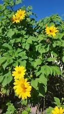 Mexican Sunflower Seeds - Yellow -100+ SEEDS Tithonia Speciosa Yellow Torch
