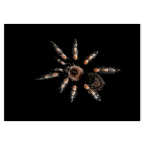 H9868M_PL1G - Póster decorativo para pared, 70 x 50 cm, tarántula gigante