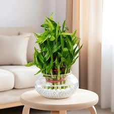 Lucky Bamboo Plant, 3 Layer, Glass Bowl with Colourful Pebbles, 20-23 cm Height, Indoor Table Decor-image-11