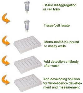 EpigentekEpiQuik Global Mono-Methyl Histone H3K4 Quantification Kit (Fluorometric) - 48 Assays