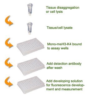EpigentekEpiQuik Global Mono-Methyl Histone H3K4 Quantification Kit (Fluorometric) - 48 Assays