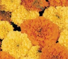 80 Seeds of Marigold African Crackerjack