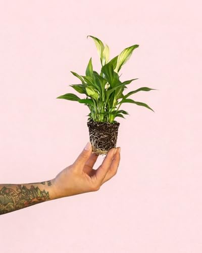 PUR PLANT Espatifilo o Spathiphyllum | Lirio de la Paz | Planta de Interior Natural con Flores Blancas | Plantas Naturales Interior | Plantas Naturales| Maceta de Ø 5 cm