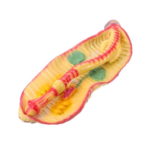 Modelo anatómico de insecto MAGICLULU          ampliado para clases de biología