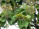 New Fresh 5pcs Teak Tree Seeds Generic