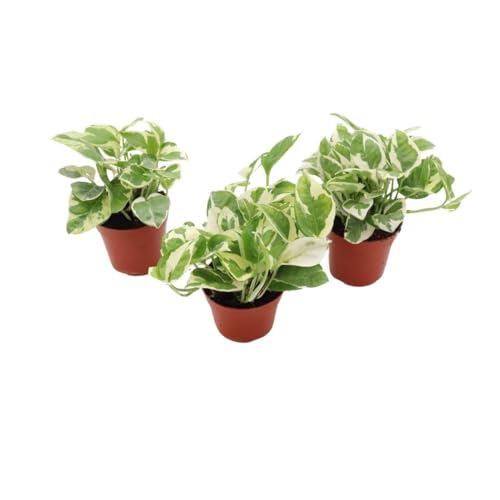 Three-Pack Pothos N' Joy - 4'' Live Plants in Growers