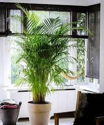 Indoor plants for bedroom big size Live A Big Size "Areca Palm" Tree (Pack of 1 With pot) || For Home Garden Tree Outdoor indoor plant-picture-31