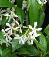 Confederate Jasmine Trachelospermum Jasminoides Gallon