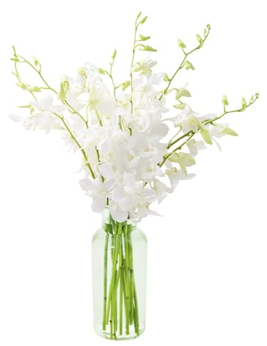 Image of KaBloom-20 White Orchid Bouquet,Flowers for Valentine, Mother's Day