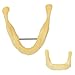 Ultrassist Plain Mandible for Drilling Practice, Basic Implant Training Model for Dental School Students, Great Dental Training Tooth for Dental Implant Practice