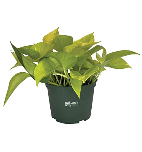 Nature’s Way Farms Pothos Neon Live Plant (8-15 in. Tall) in Grower Pot