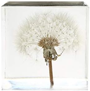 Garneck 3D Dandelion Paperweight in Crystal Glass Cube A Real Dandelion Puff Specimen Statue Ornament For Graduation Birthday Gift