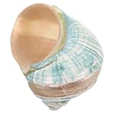 ARTSEWPLY Especimen Natural de Caracola Marina Mediterránea Adorno para Acuarios y Paisajes Decoración Náutica para Escritorio Proyecto DIY Temático Oceánico Centro de Mesa Acuático