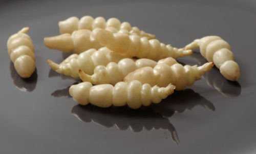 Diez Crosnes Tubers Stachys affinis Alcachofa china crosne chorogi knotroot betony