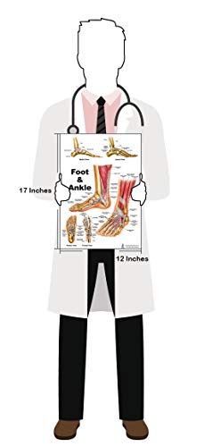 Blue Tree Publishing Foot and Ankle Anatomical Poster, size 12Wx17T