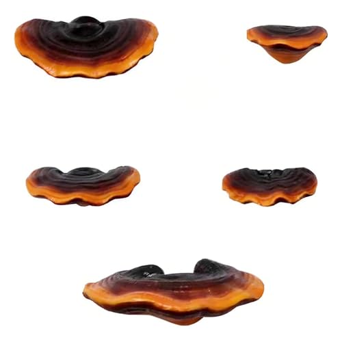 Set of 5 Mushroom Wall Shelves - Small Floating Shelves for Home Decor Kitchen Bedroom | Cute Resin Mushroom Shelf Cottagecore & Reptile Gecko Habitat Accessory