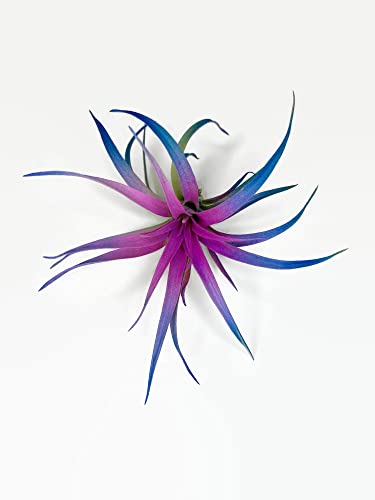 Colored Capitata Air Plant, Tillandsia Air Plant, Airplant, Air Purification, House Plant, Home Decor & Gift, Live Plant (Rainbow) #TOP3