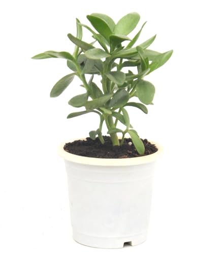 Image of Mini Jade Live Plant with Pot | Good Luck & Vastu Positive Plant for Home & Office | Low-Maintenance Indoor Succulent for Desk, Balcony & Gift Purposes | Fresh Healthy Plant