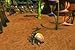 Sand Scarab - Loot Card - Unscratched - Unscratched WoW Loot Cards