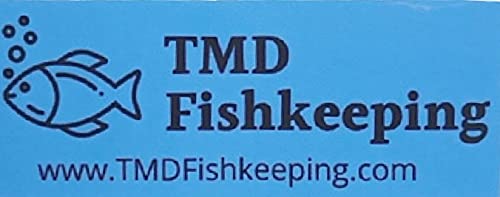 100+ Giant Duckweed (Spirodela Polyrhiza) Live Floating Plants For Aquarium Or Pond By Tmdfishkeeping #TOP5