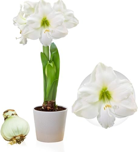 Amaryllis White Passion Zwiebel, 1 Zwiebel in Großformat 26/30, Exklusive Blumenzwiebeln, Pflanzen und Blumen aus Holland, Echte Hippeastrum Zwiebeln (keine Samen, nicht in Wachs und nicht künstlich)