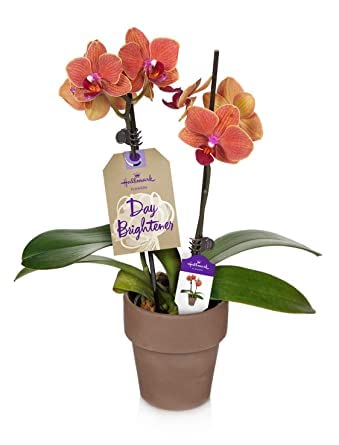 Cloud Farm Exotic Orchid Indoor Live Flower Plant CF_11 (B0B91FYX6M) Amazon Price History, Amazon Price Tracker