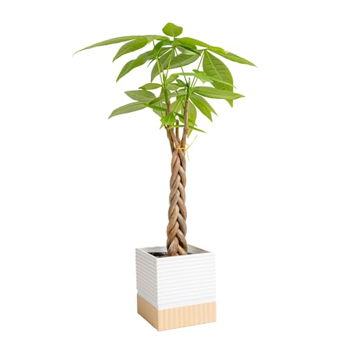 Costa Farms Money Tree Live Plant | 8-10 Inches Tall | Easy to Grow Indoor Houseplant in 2.5 Inch...