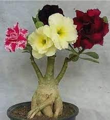 ND PLANT BAZAR multi colour adenium flower(ND01259) (B0CQPKBG6P) Amazon Price History, Amazon Price Tracker