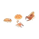 [VISUALISATION À COUPER LE SOUFFLE] Observez la captivante d'un scorpion d'adulte à adulte avec ces modèles détaillés.