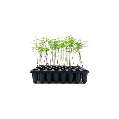 Bald Cypress | 10 Live Trees | Taxodium Distichum | Fast Growing Shade Tree Wet Tolerant Cover